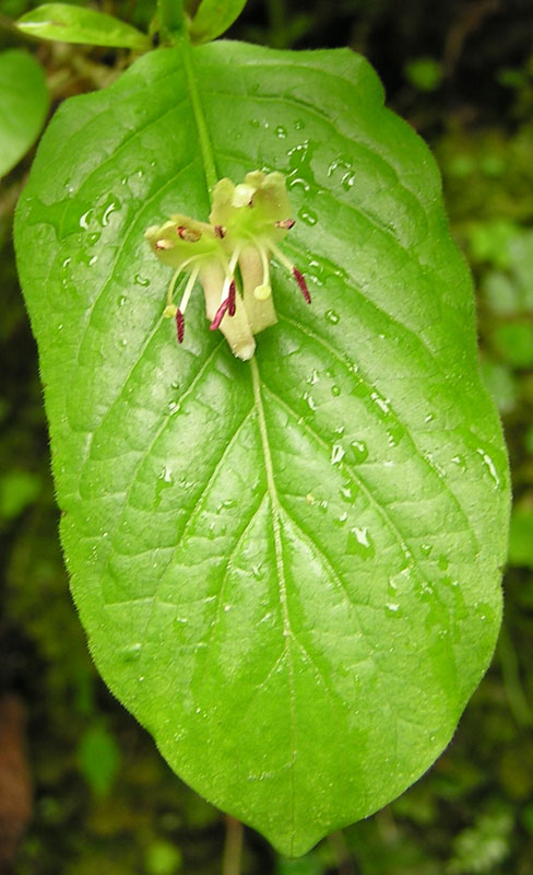 Lonicera alpigena / Madreselva alpina